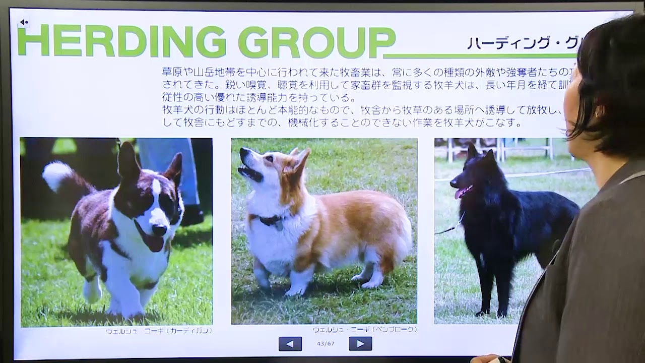 ドッグトレーナープロフェッショナル講座|通信教育講座で資格なら