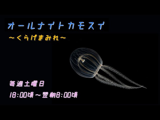 オールナイトカモスイ ～くらげまみれ～ #215 ウラシマクラゲ - YouTube