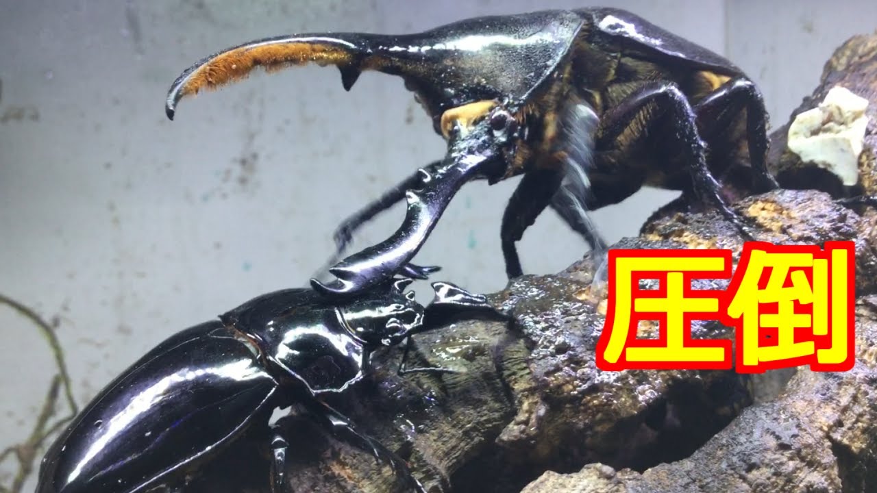 昆虫バトル】ヘラクレスオオカブトvsタランドゥスオオツヤクワガタ