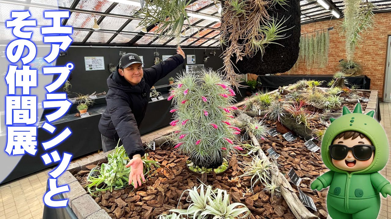 手柄山温室植物園】『エアプランツとその仲間展2026』迫力ある