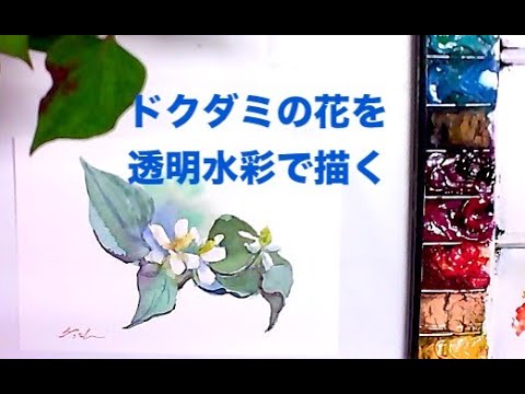 ドクダミの花を透明水彩で描く - YouTube