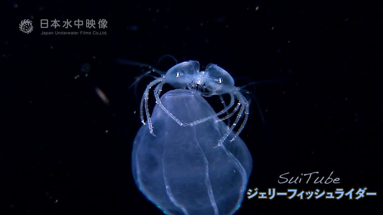 ジェリーフィッシュライダー！ ガラスの様なオオバウチワエビの