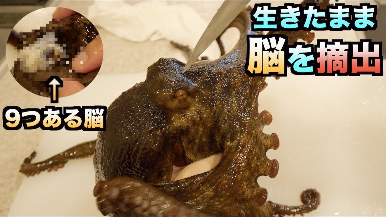 Urban legend] Removing the nine brains of a living octopus was a