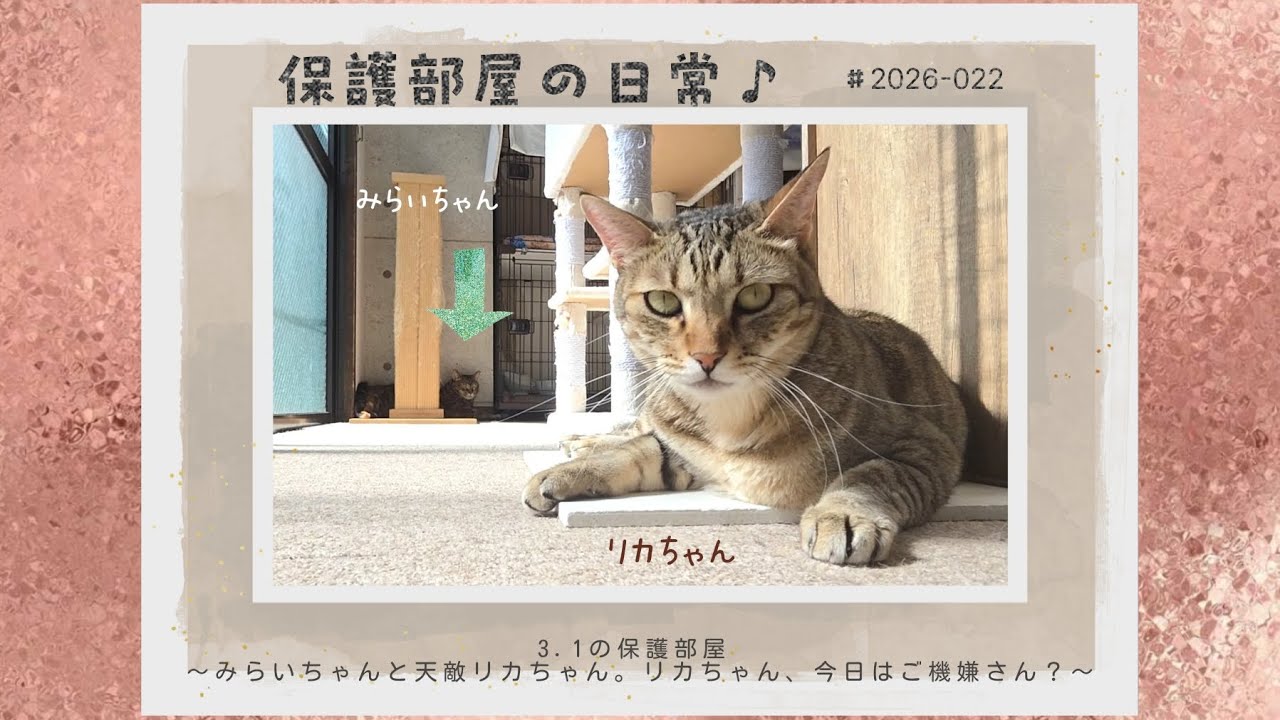 Daily life in the shelter room♪ #2026-022 3.1 shelter room ~Mirai