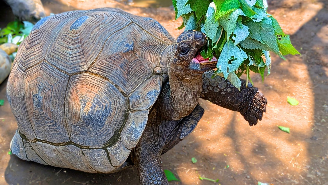 バランス感覚が抜群なゾウガメのお食事を見ていると自然と応援して