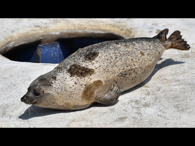 東山動植物園公式】ゴマすけの鳴き声《 ゴマフアザラシ アザラシ