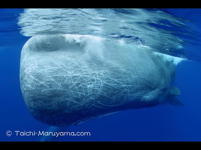 白鯨／超弩級のオスのマッコウクジラ〜地球で最も脳が大きい生物