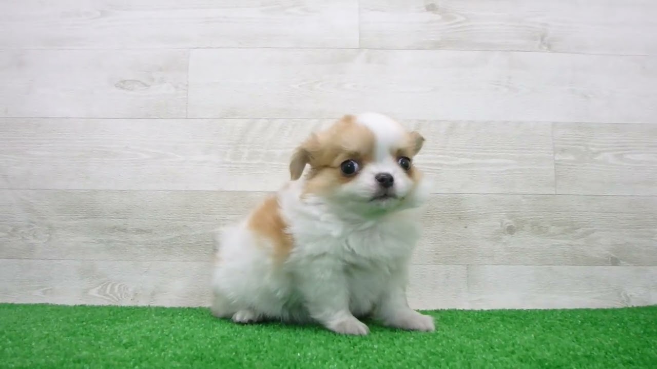 Coo&RIKU No.00749575 チワワ（ロングコート） - YouTube