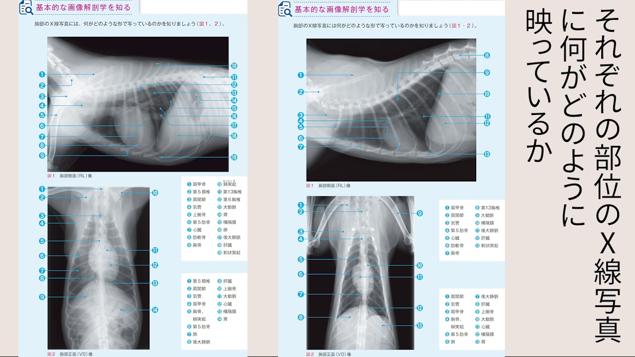 asBOOKS 犬と猫のX線撮影超入門 正しく撮るためのポジショニングと