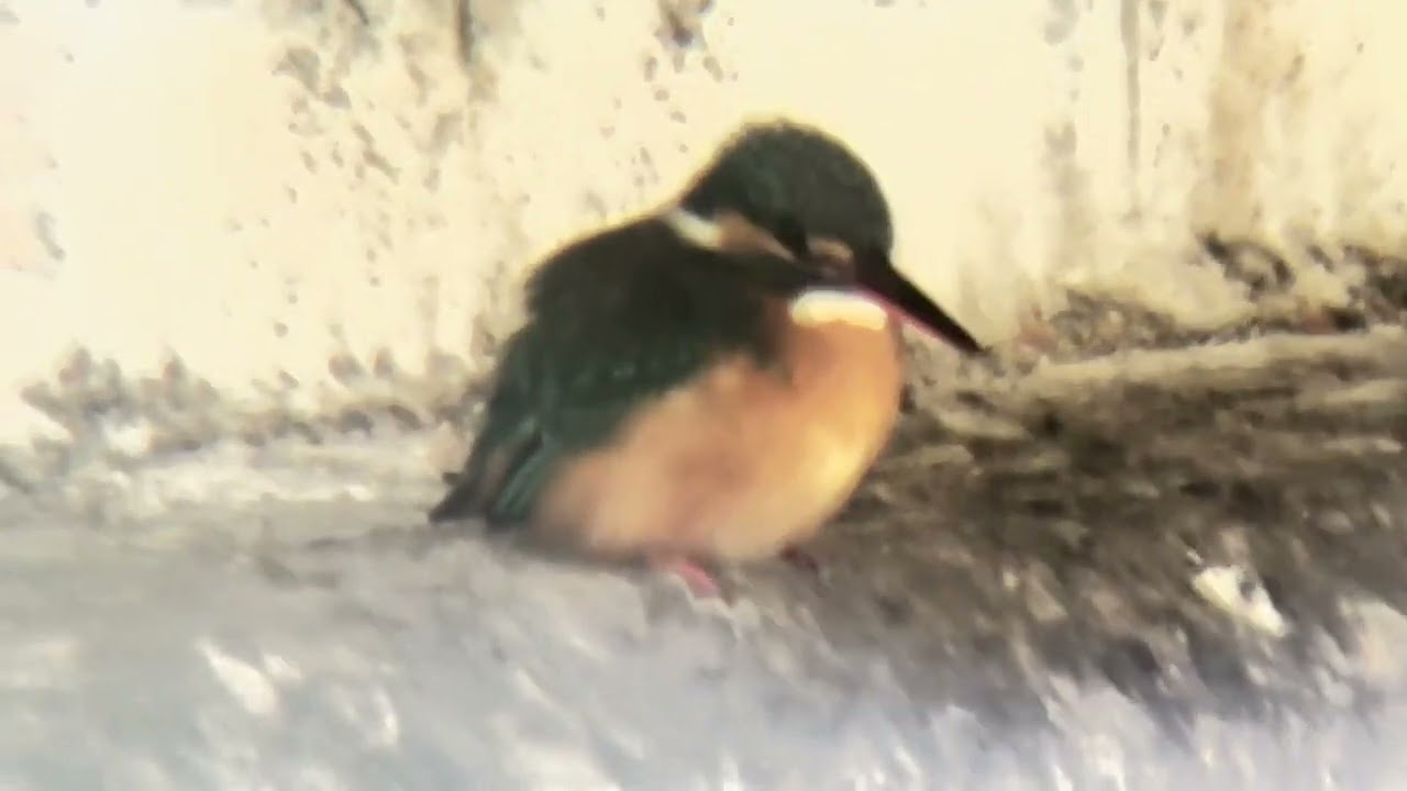 善福寺川 カワセミ - YouTube