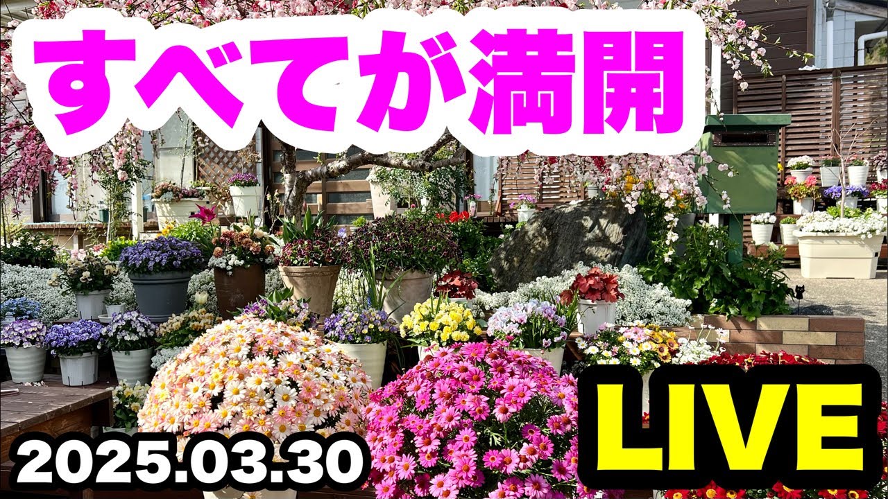 ◇Yach Channel Full Bloom Special! - YouTube