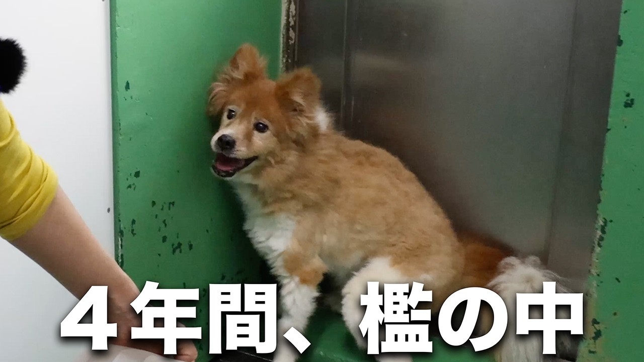Bitten] Visiting Osaka to meet a dog that had been kept in a cage