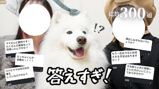 ママパパが質問に答えている間のサモエドにご注目を【質問コーナー