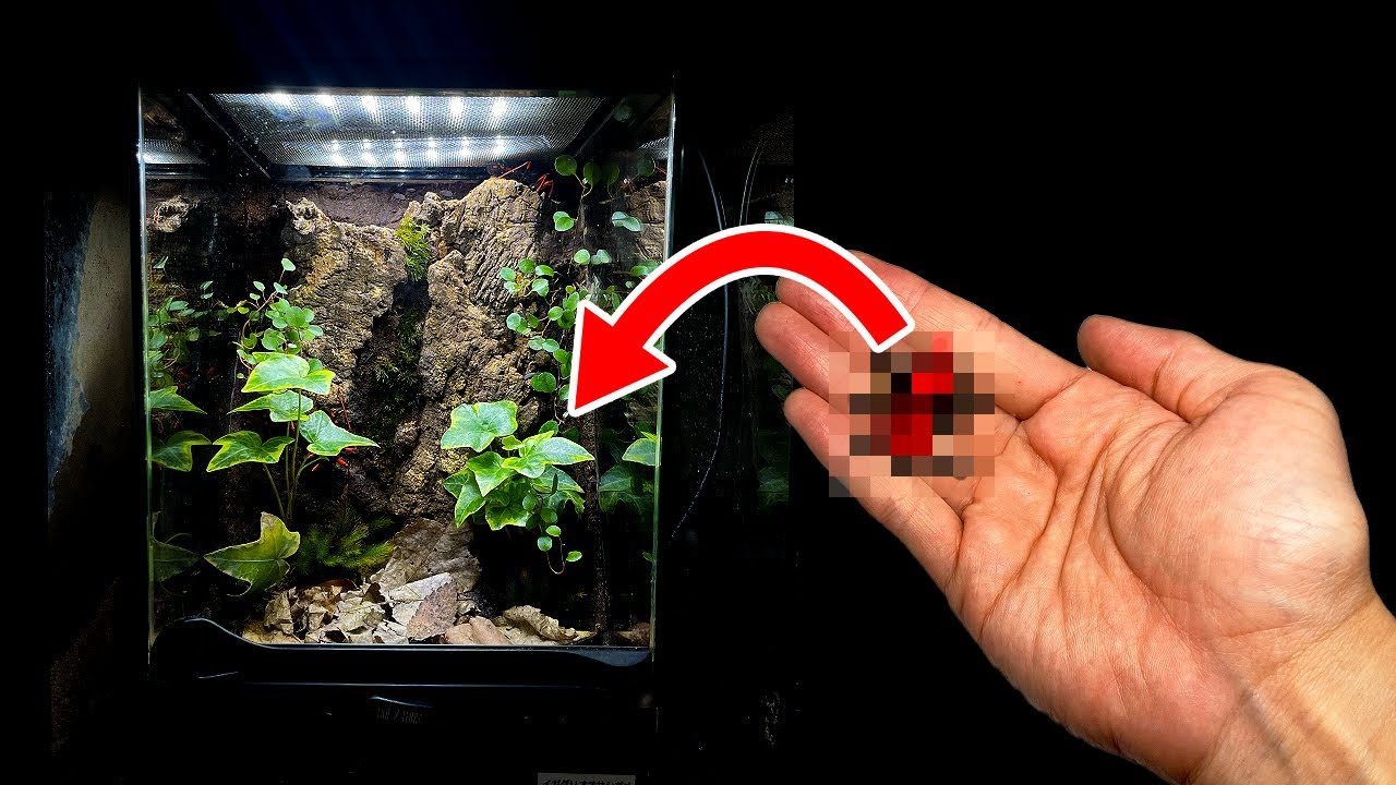 Raise dangerous insects in a stylish terrarium made from cork bark