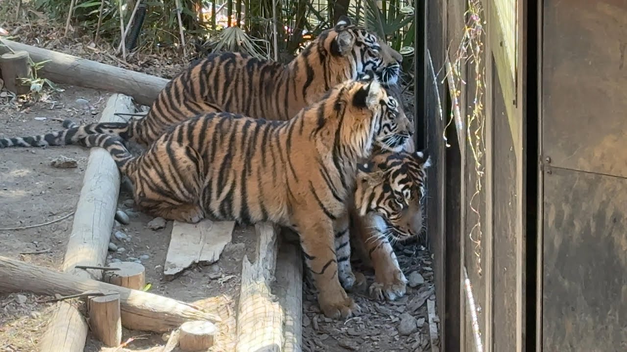 Adam Binder 動物 トラ【500個限定】 Adam Binder 動物 トラ【500個