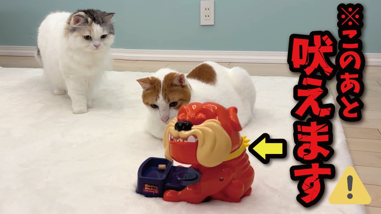 Cats get into trouble when they try to steal food from a very