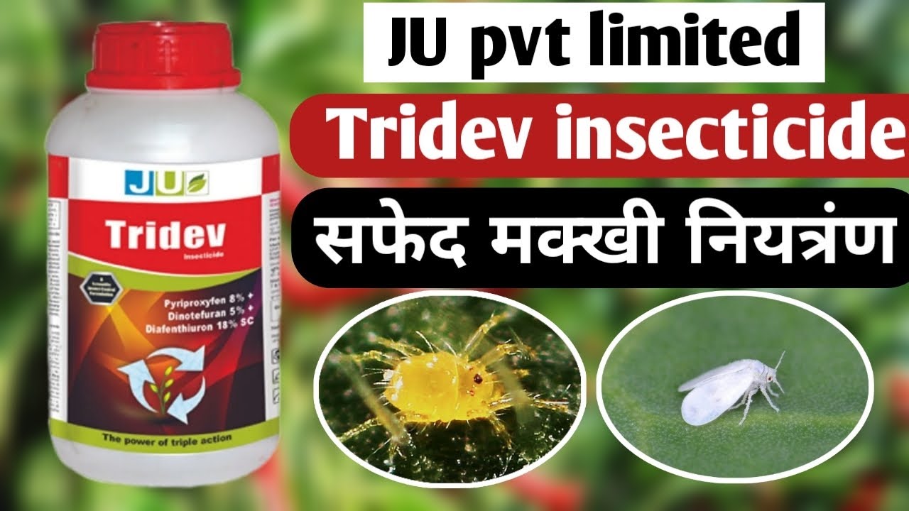 JU Tridev – Jmsagrozee