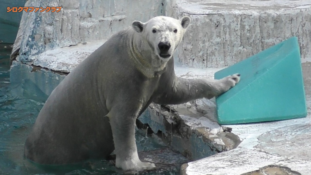Hou-chan is in a good mood after being reunited with his Osaka