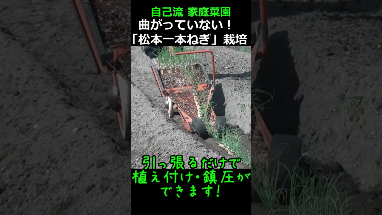 A year of growing green onions] I cultivated a single Matsumoto