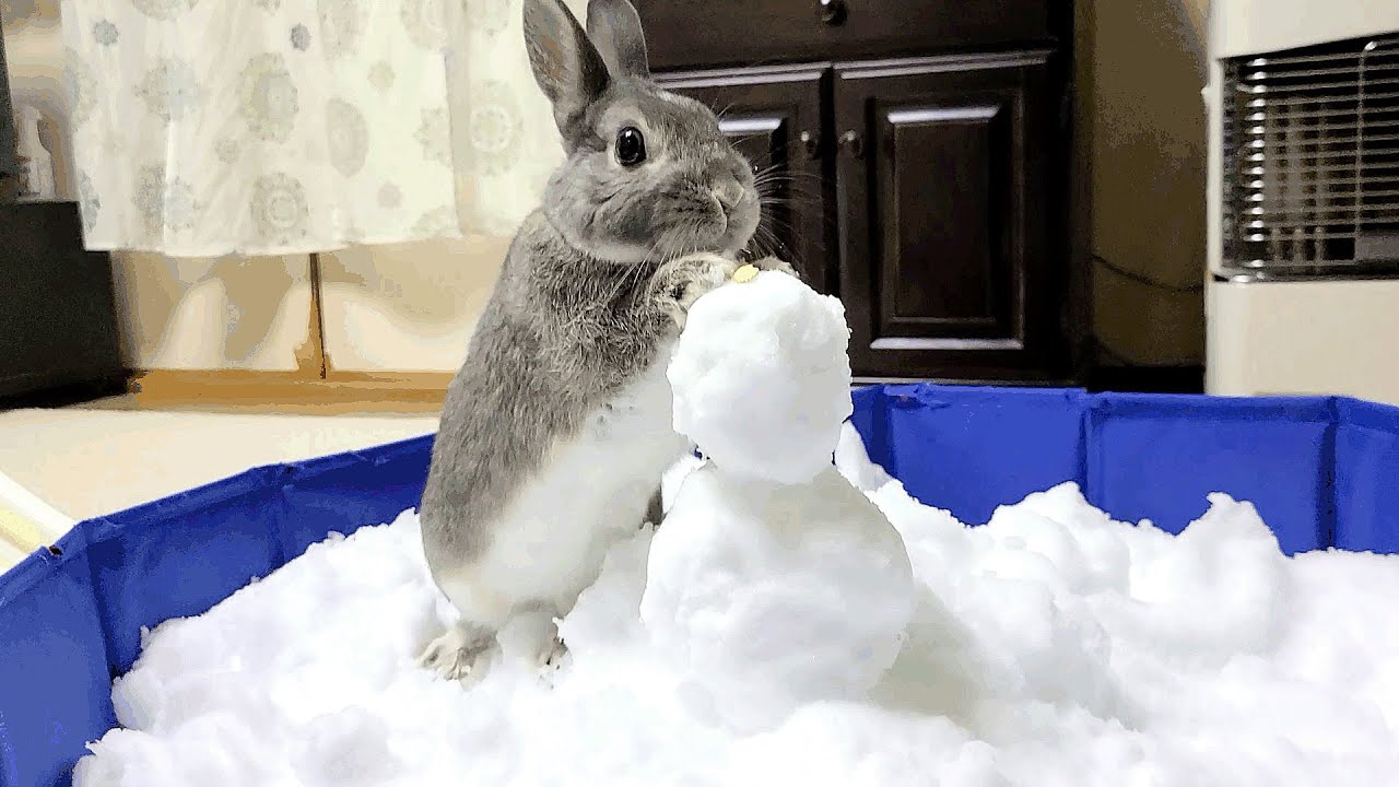 うさぎさんが雪だるまを作るそうです#353 - YouTube