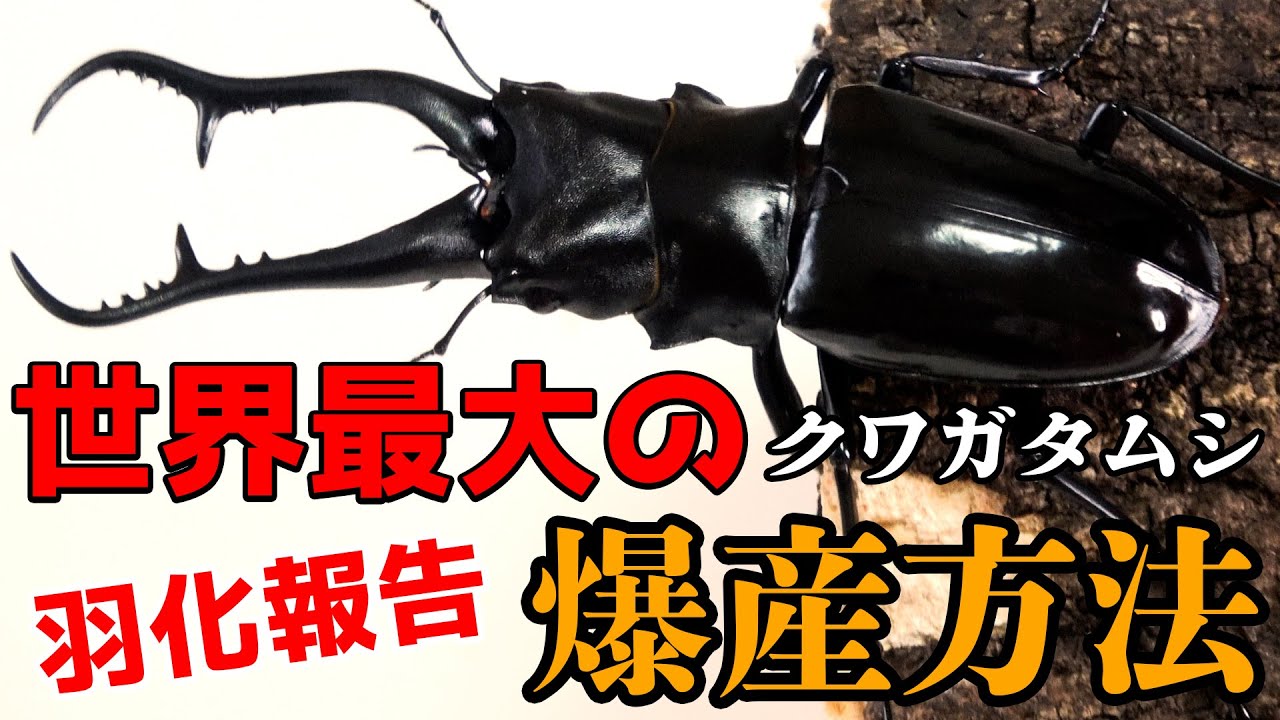 爆産セット見せちゃいます…】輝くギラファノコギリクワガタが羽化