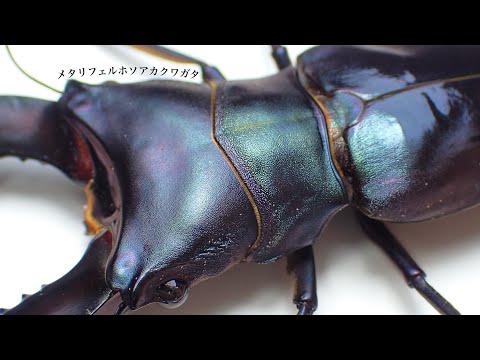 標本 ブルータイプ メタリフェルクワガタ ♂3頭 WILD 標本 ブルー