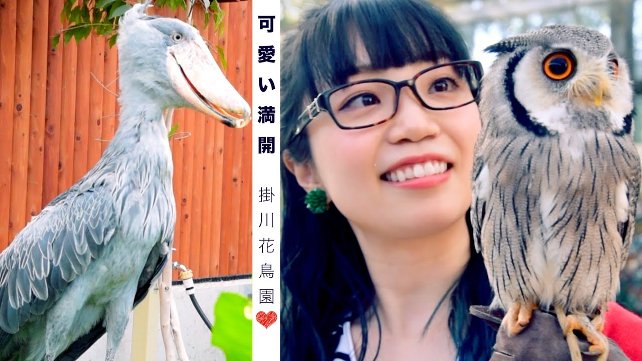Shoebill Stork (Futaba) Owl & Bird meets Saya Asakura | JAPAN