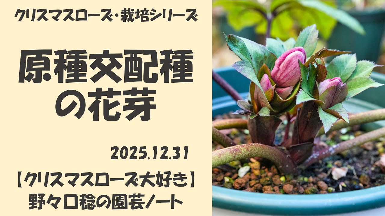 2025.12.31 Flower buds of original hybrid species - YouTube