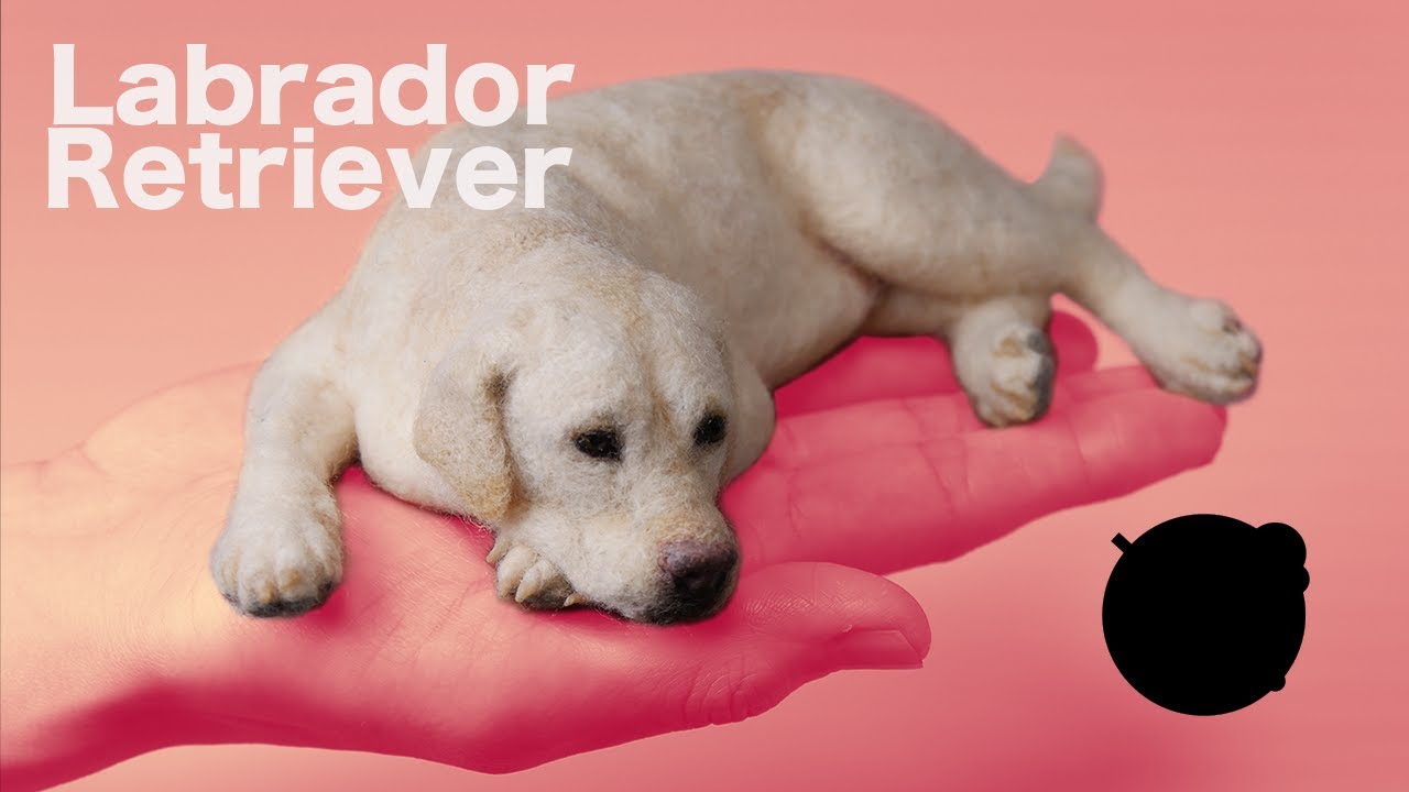 Labrador retriever
