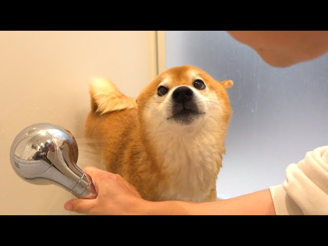 2025年総集編】柴犬と振り返る、色々ありすぎた一年 - YouTube