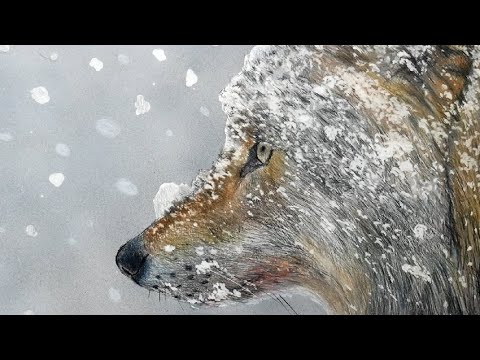 色鉛筆でオオカミを描いてみた 雪景色 Colored pencil drawing of a