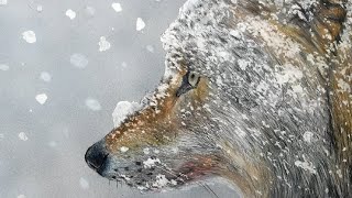 色鉛筆でオオカミを描いてみた 雪景色 Colored pencil drawing of a