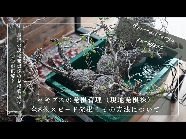 パキプスの発根管理（現地発根株）｜全8株スピード発根！その方法