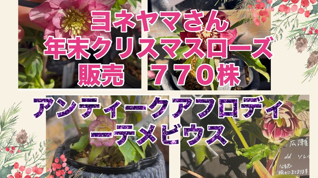 蜃気楼買えたよ！クリスマスローズ販売 ヨネヤマプランテイション