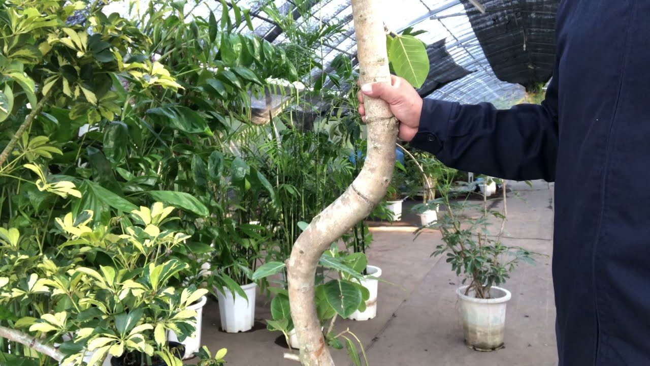 幹の曲げ方・大きく仕方] - YouTube