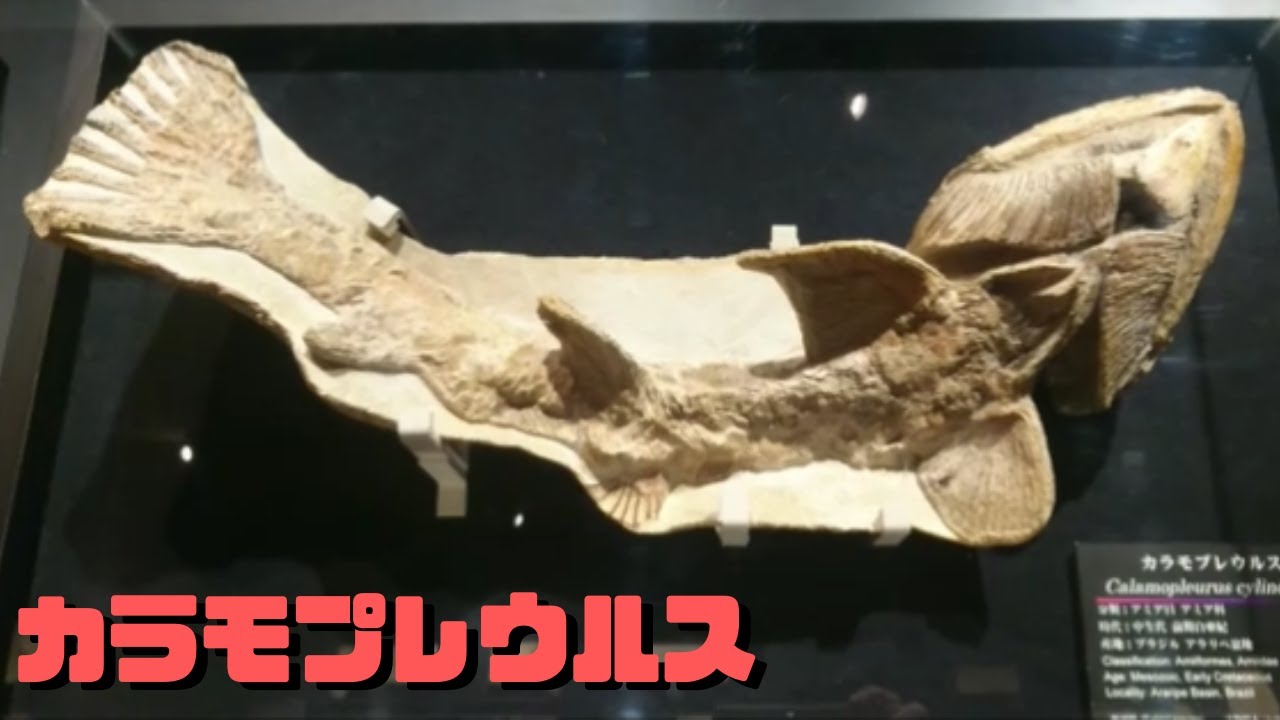 古生物紹介】カラモプレウルス - YouTube