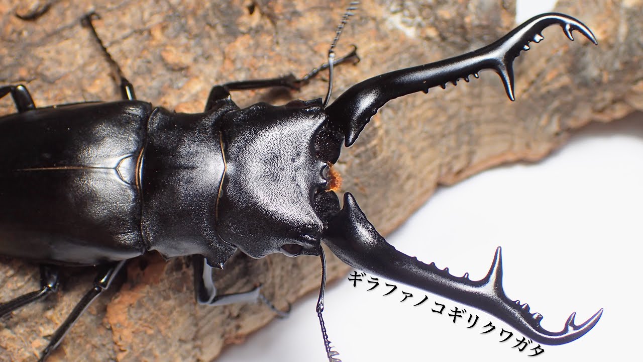 World's Largest] How to Breed the Giraffe Stag Beetle - Egg-laying