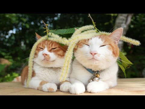 栗の花 のせ猫 250703 - YouTube