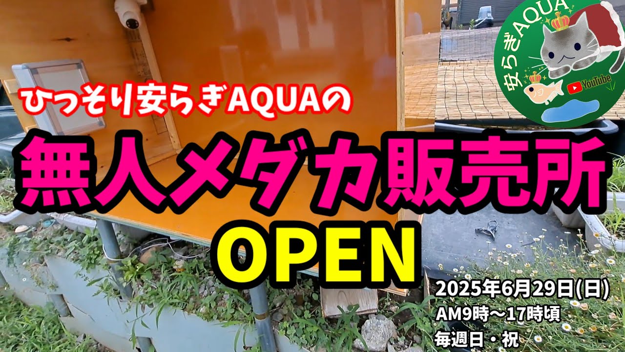 Kanagawa's hidden gem! Unmanned medaka sales outlet now open