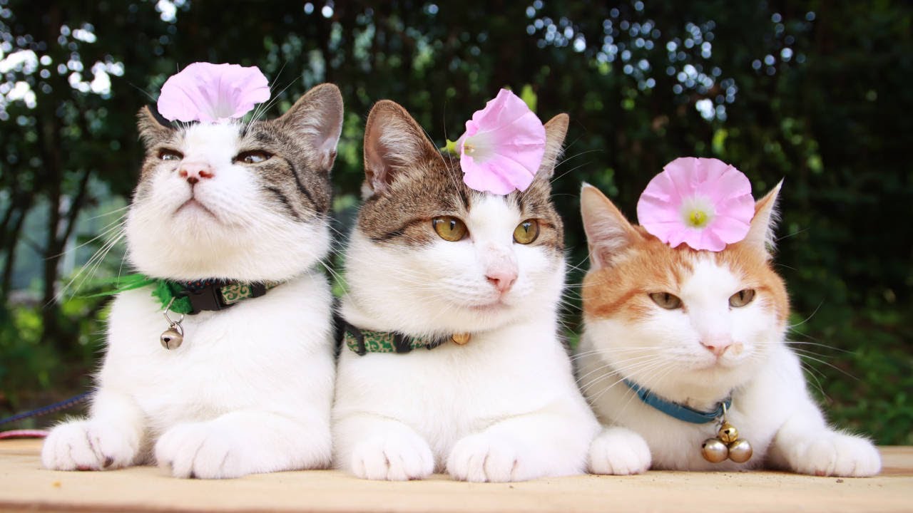 昼顔 のせ猫 2024 | かご猫 Blog