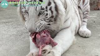 群馬サファリパーク 】3/14にホワイトタイガーウラヌスとエリオスが2歳