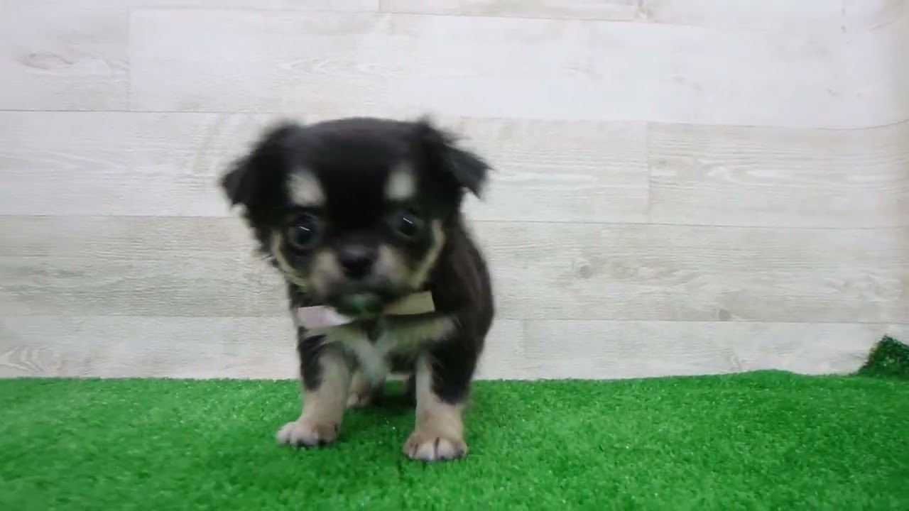 Coo&RIKU No.00748931 チワワ（ロングコート） - YouTube