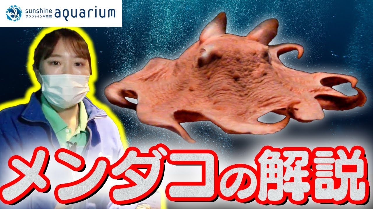 Explanation] We'll tell you all about the wonder and charm of the