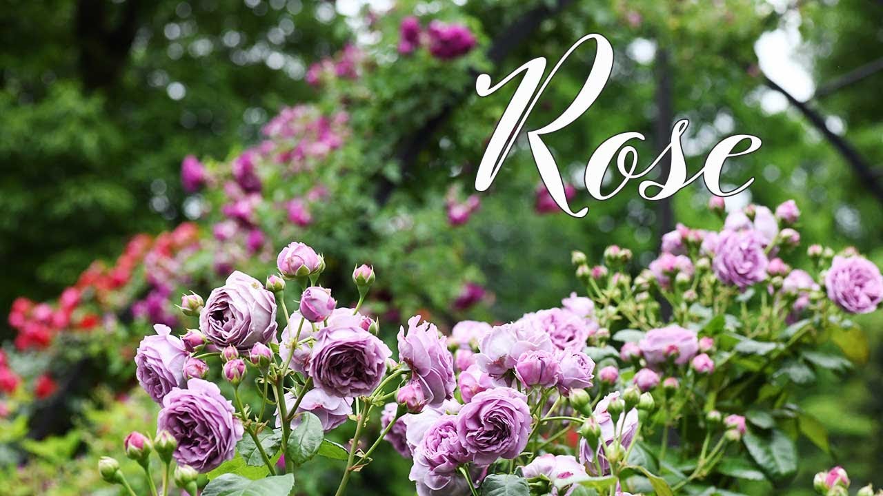 バラ図鑑 10】四季の香ローズガーデン 早咲きから遅咲きまで98品種の