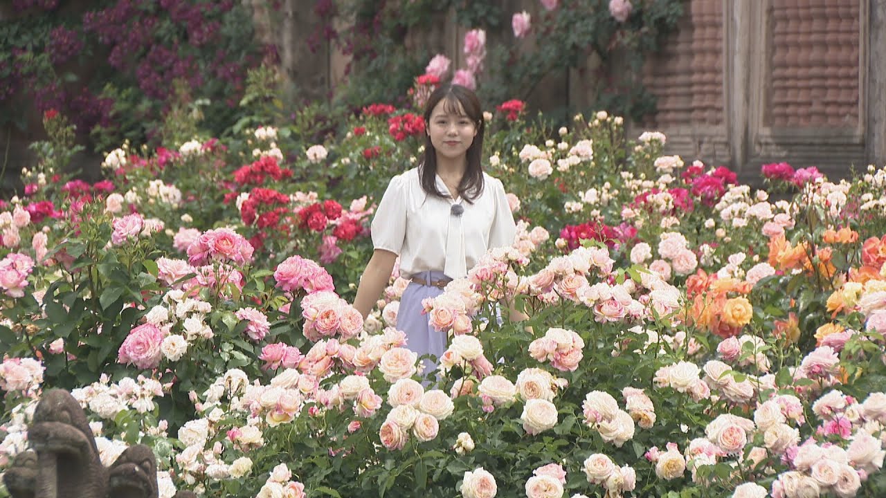 新品種も！約400種類のバラが見頃 レオマリゾートで「春の大バラまつり