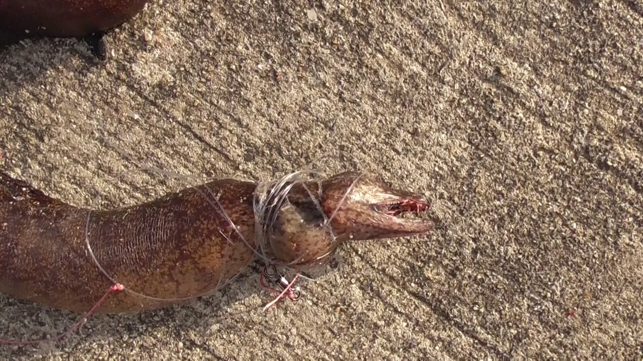 仕掛けに絡まって干からびたウツボ - YouTube