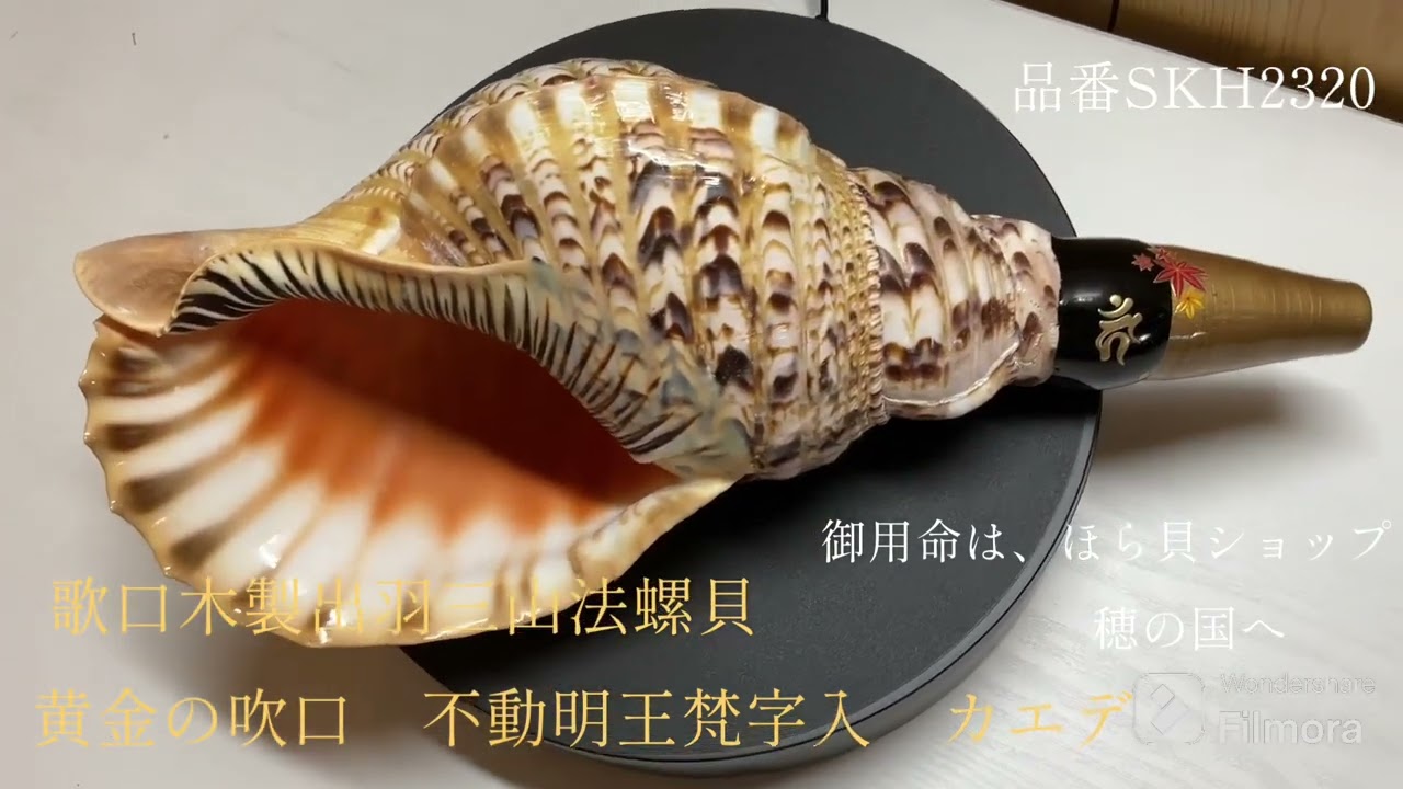 歌口木製出羽三山法螺貝 黄金の吹口 不動明王梵字入 カエデ ほら貝