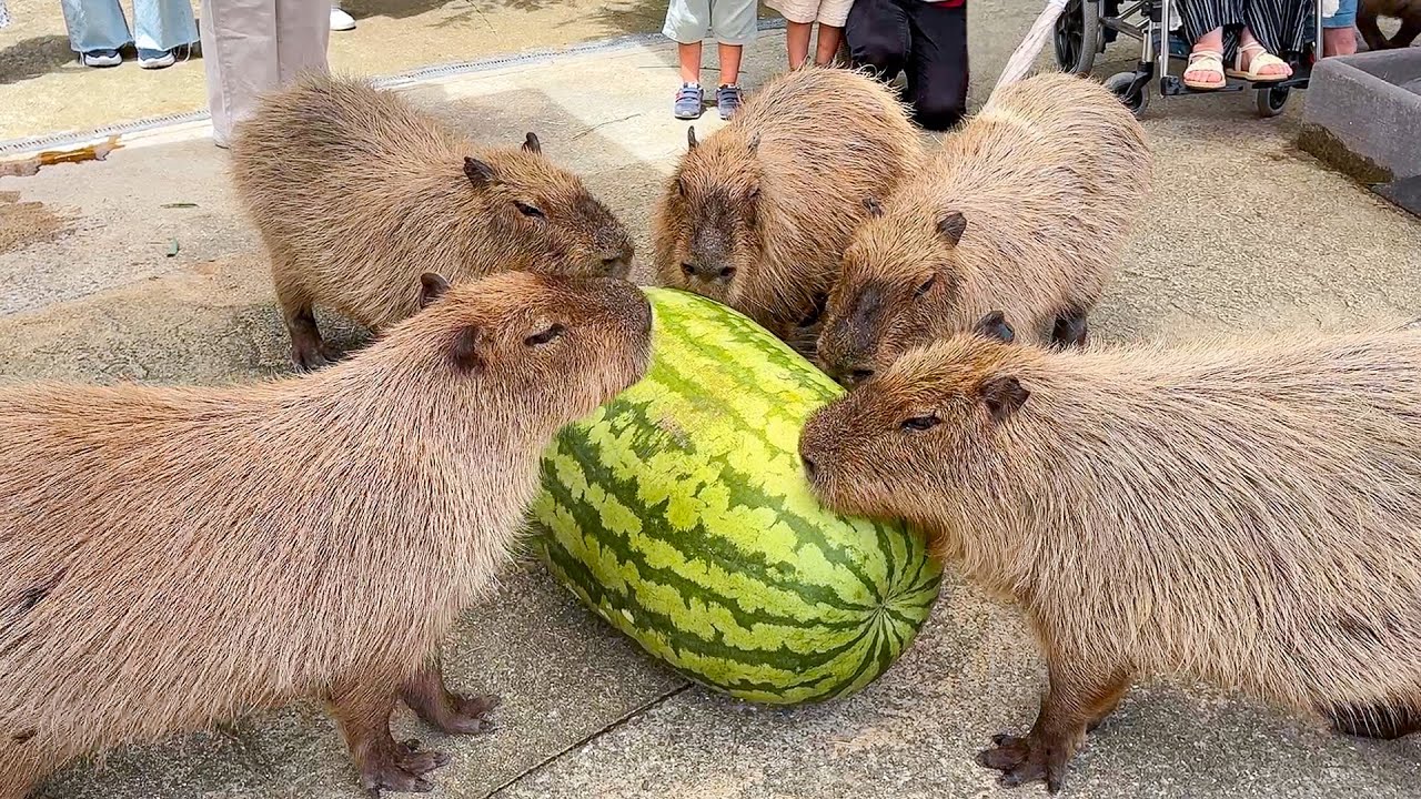 25th Anniversary Yuzu Bath] The Zoo's Original Capybara Open-Air