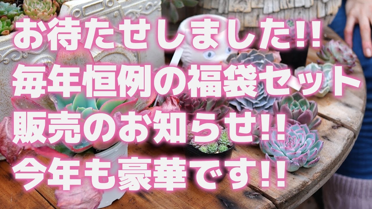 多肉植物】お待たせしました!!毎年恒例の福袋セット販売のお知らせ