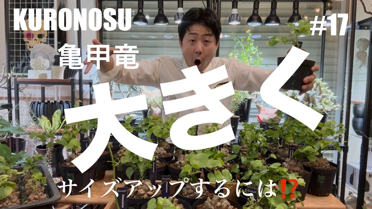 亀甲竜を大きく】サイズアップするには⁉️ - YouTube